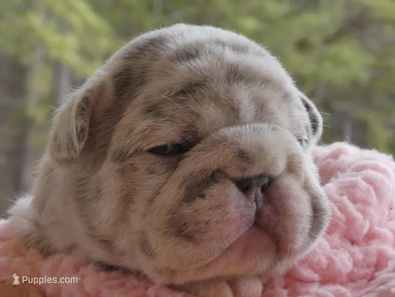 Quality-AKC-Crystal-Lilac Merle Big Rope DNA 6 Panel clear