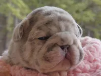 Quality-AKC-Crystal-Lilac Merle Big Rope DNA 6 Panel clear, a female French Bulldog for sale in Statesville, NC – Photo 1 of 9