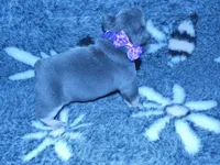 💖Micro! Tiny Cocoa Blue and Tan intensity. DNA 6 panel clear, a female French Bulldog for sale in Statesville, NC – Photo 5 of 8