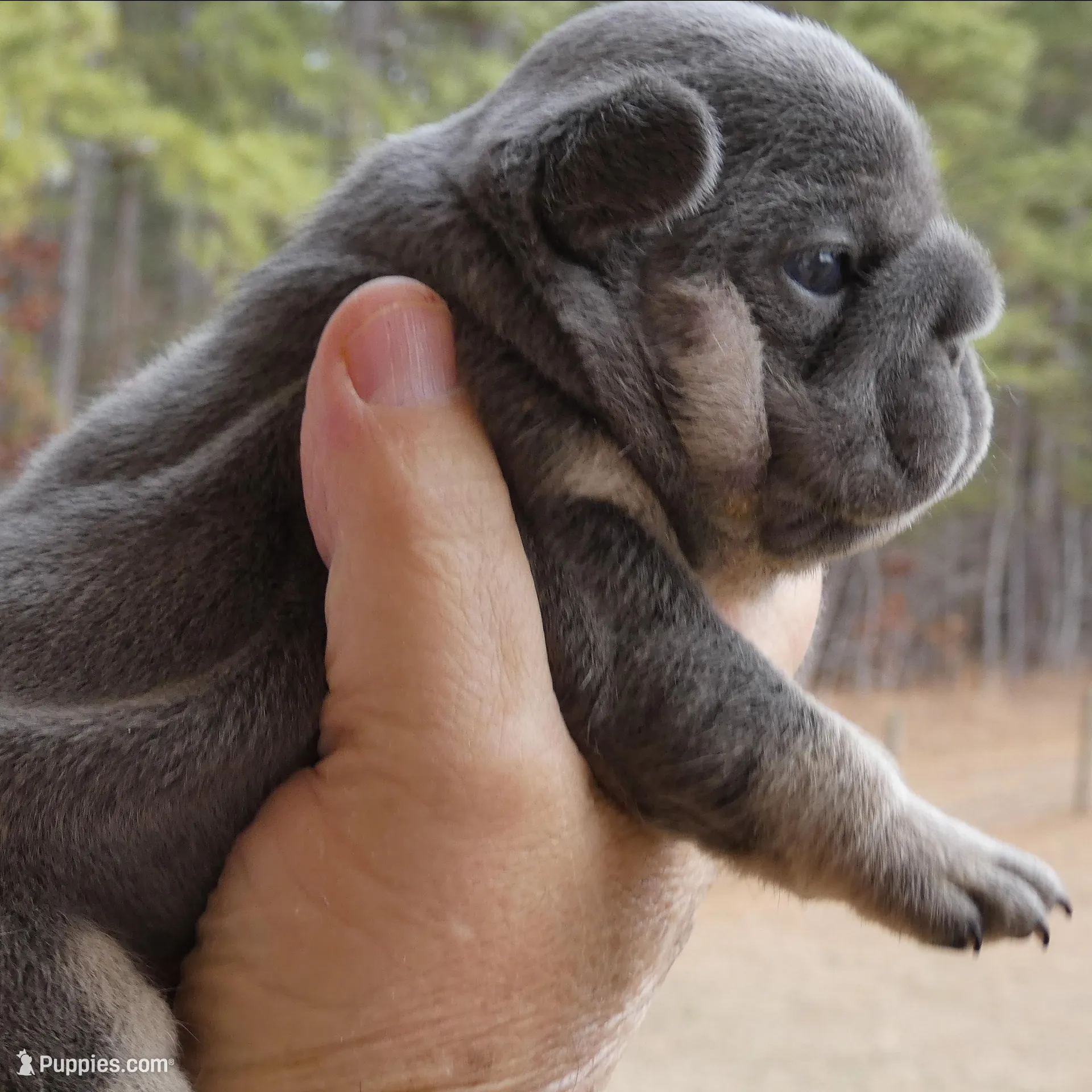 Quality! Big Rope Tiny Cocoa Blue and Tan intensity. DNA 6 panel clear