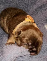 💙Quality-AKC- FLUFFY l1/l4 -BIG ROPE BLUE & Tan , a male French Bulldog for sale in Statesville, NC – Photo 5 of 7