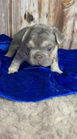 Tiny Structure AKC lilac tan 6 panel clear, a female French Bulldog for sale in Statesville, NC – 4 of 5