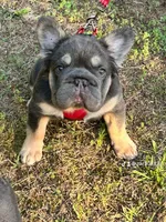 AKC Fluffy Blue Tan DNA health tested clear, a male French Bulldog for sale in Statesville, NC – 3 of 6