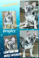 🔥AKC-Lilac Merle DNA health clear, a male French Bulldog for sale in Statesville, NC – 2 of 2