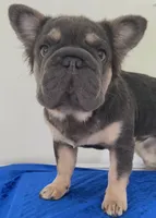 Quality! AKC Fluffy Blue & Tan DNA panel health clear , a male French Bulldog for sale in Statesville, NC – 9 of 9