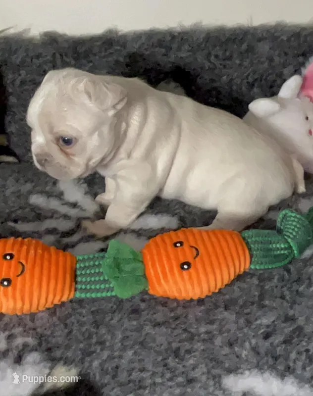 🤎 Tiny AKC 🐾 Blue & Cream 🧬 Carries Testable 🍫 + Cocoa + 2x Intensity, a male French Bulldog for sale in Statesville, NC – Photo 1 of 8