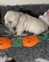 🤎 Tiny AKC 🐾 Blue & Cream 🧬 Carries Testable 🍫 + Cocoa + 2x Intensity, a male French Bulldog for sale in Statesville, NC – Photo 1 of 8