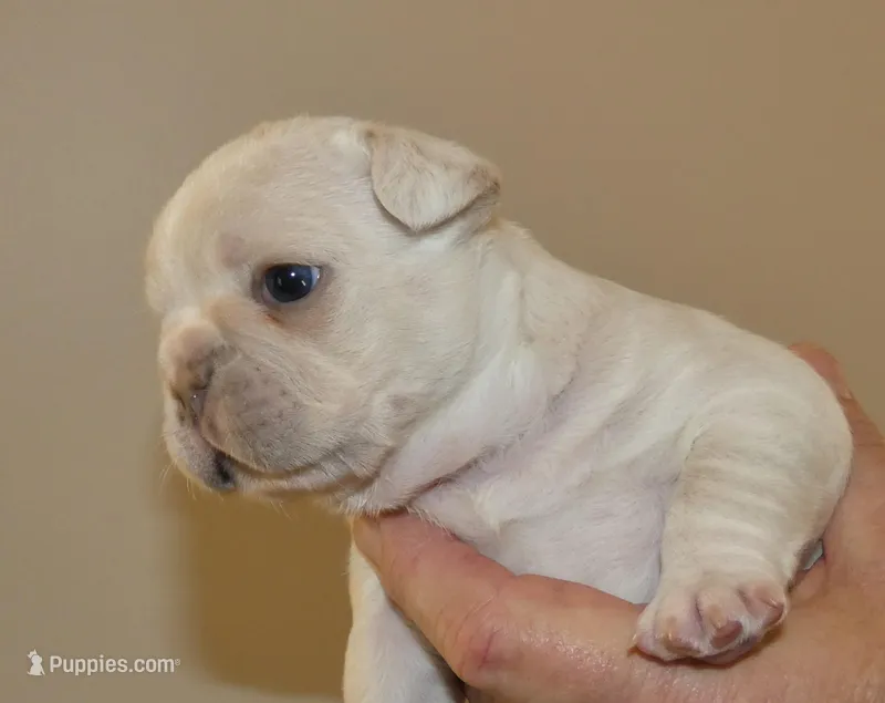 Quality AKC 🐾 Blue & Cream 🧬 Carries Testable 🍫 + Cocoa + 2x Intensity