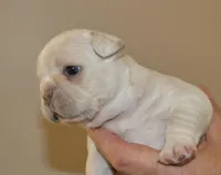 🤎 Tiny AKC 🐾 Blue & Cream 🧬 Carries Testable 🍫 + Cocoa + 2x Intensity, a male French Bulldog for sale in Statesville, NC – Photo 2 of 8