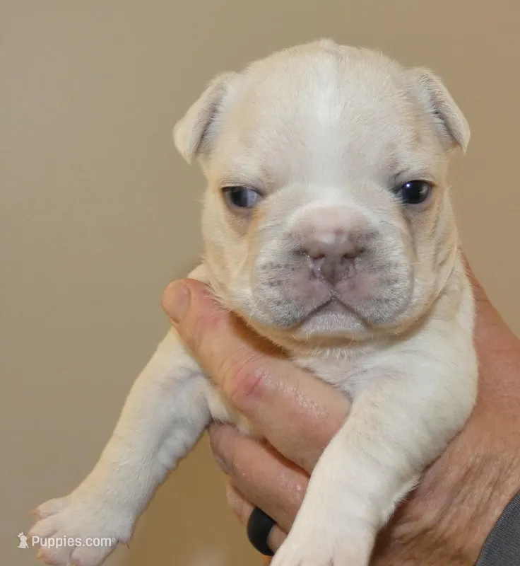 Quality AKC 🐾 Blue & Cream 🧬 Carries Testable 🍫 + Cocoa + 2x Intensity