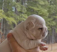 Quality AKC 🐾 Blue & Cream 🧬 Carries Testable 🍫 + Cocoa + 2x Intensity, a male French Bulldog for sale in Statesville, NC – Photo 2 of 4