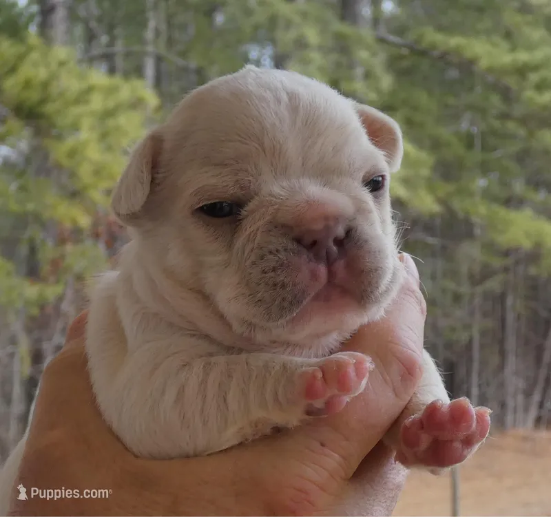 Quality AKC 🐾 Blue & Cream 🧬 Carries Testable 🍫 + Cocoa + 2x Intensity