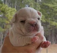 Quality AKC 🐾 Blue & Cream 🧬 Carries Testable 🍫 + Cocoa + 2x Intensity, a male French Bulldog for sale in Statesville, NC – Photo 1 of 4