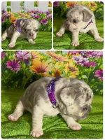 AKC Lilac Merle Tan Point. DNA panel health clear. , a female French Bulldog for sale in Statesville, NC – 6 of 6