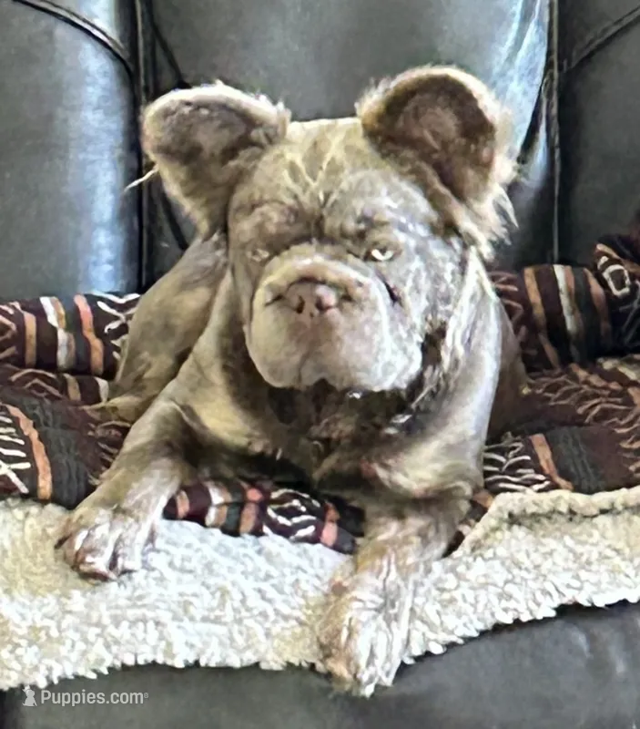  Full AKC New Shade Isabella. DNA 6 panel clear – French Bulldog puppy for sale in Statesville, NC