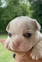 Quality AKC-Tiny Lilac husky Masked Tan Merle pied DNA health clear, a male French Bulldog for sale in Statesville, NC – 3 of 8