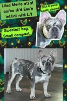 ❤️‍🔥 Lilac Merle tan points. DNA tested , a male French Bulldog for sale in Statesville, NC – Photo 2 of 4