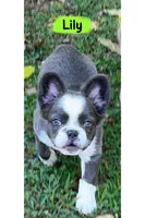 AKC Rare-Blue Trindle Fluffy Husky Rope Co+ testable🍫, a female French Bulldog for sale in Statesville, NC – Photo 4 of 6