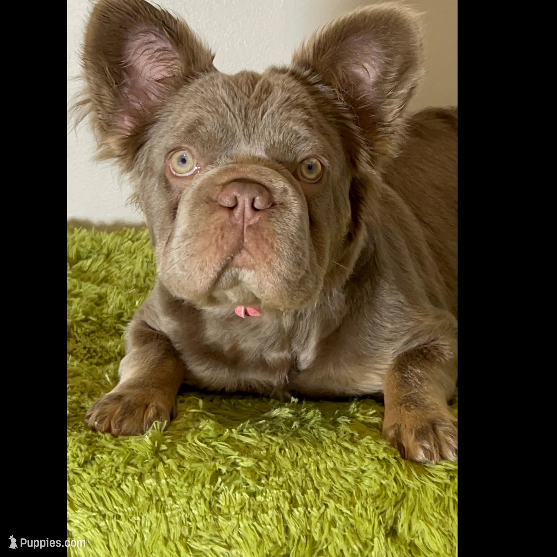 New Shade Isabelle Big Rope DNA health tested, a female French Brittany for sale in Statesville, NC – Photo 1 of 4