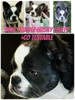 AKC Rare-Blue Trindle Fluffy Husky Rope Co+ testable🍫, a female French Bulldog for sale in Statesville, NC – Photo 5 of 6