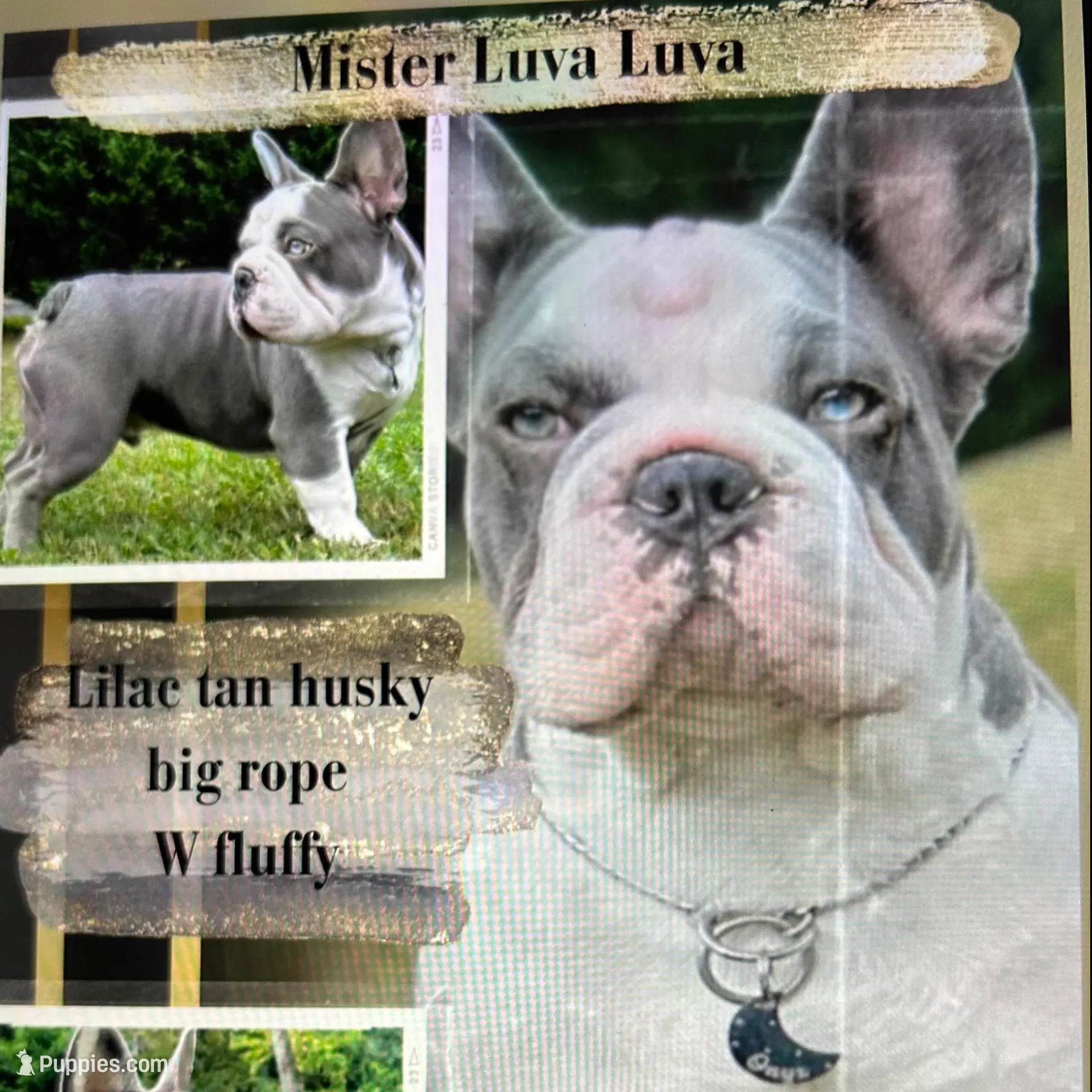 AKC Rare-Blue Trindle Fluffy Husky Rope Co+ testable🍫, a female French Bulldog for sale in Statesville, NC – Photo 6 of 6