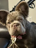 New Shade Isabelle Big Rope DNA health tested, a female French Brittany for sale in Statesville, NC – Photo 2 of 4