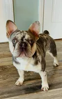 ❤️‍🔥 Lilac Merle tan points. DNA tested , a male French Bulldog for sale in Statesville, NC – Photo 4 of 4