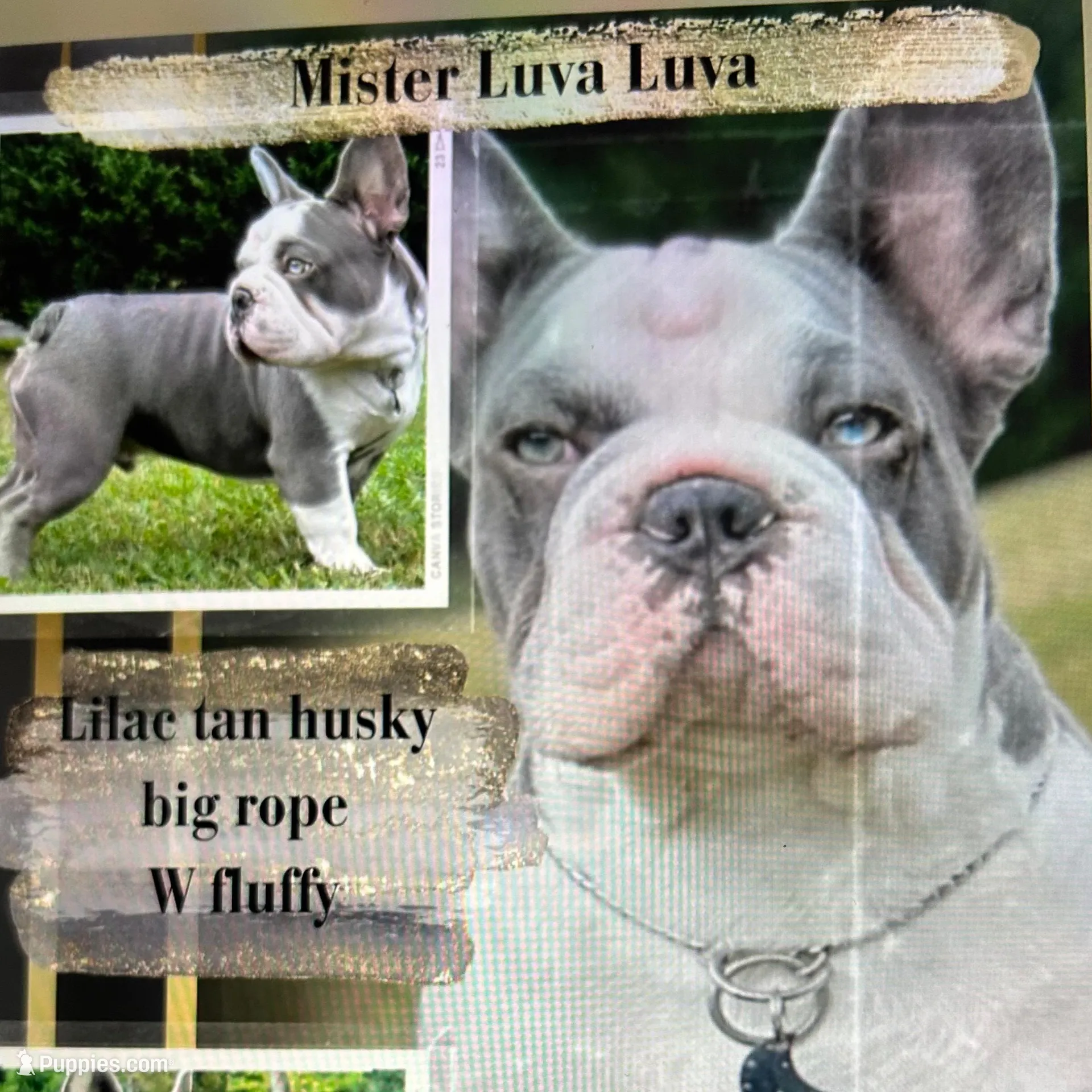 New Shade Isabelle Big Rope DNA health tested, a female French Brittany for sale in Statesville, NC – Photo 4 of 4