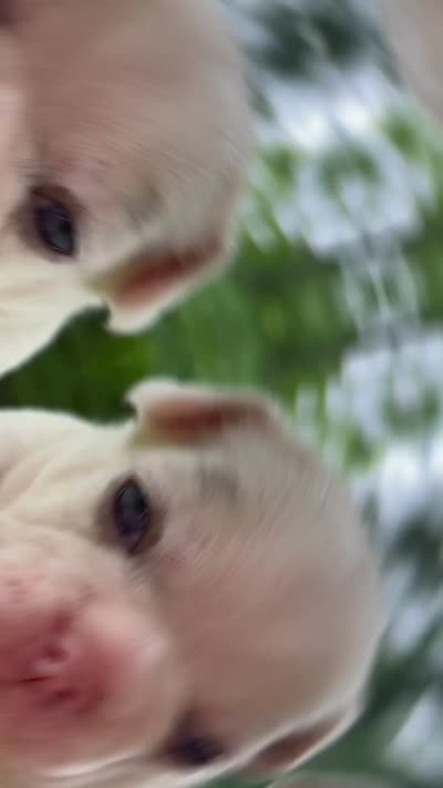 Quality AKC-Tiny Lilac husky Masked Tan Merle pied DNA health clear, a male French Bulldog for sale in Statesville, NC – 8 of 8