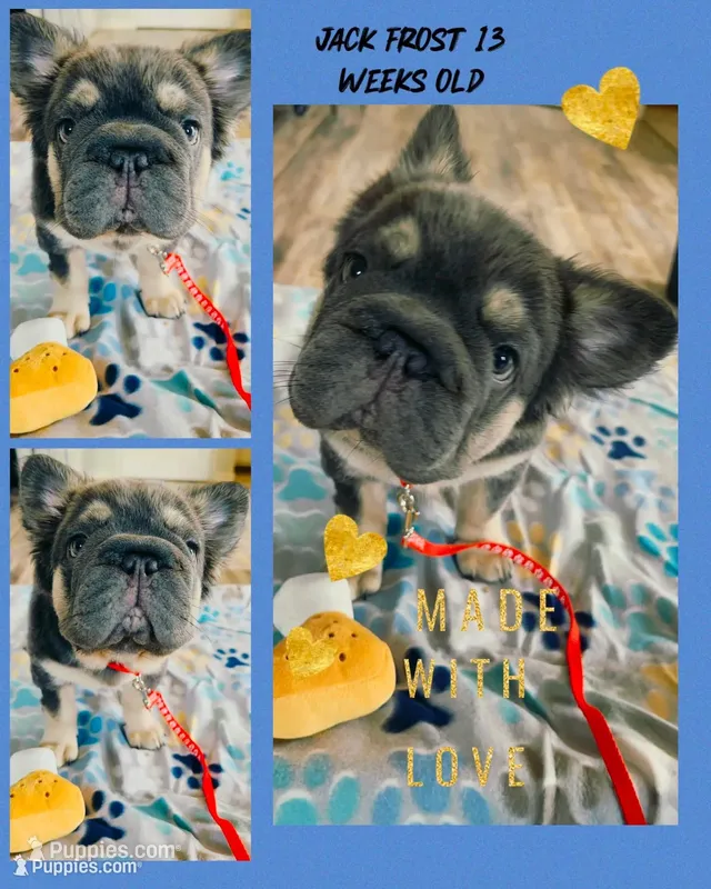 Quality! AKC Fluffy Blue Tan Big Rope DNA health clear – French Bulldog puppy for sale in Statesville, NC