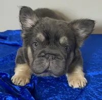 Quality! AKC Fluffy Blue Tan Big Rope DNA health clear, a female French Bulldog for sale in Statesville, NC – Photo 7 of 7