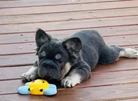 Quality! AKC Fluffy Blue Tan Big Rope DNA health clear, a female French Bulldog for sale in Statesville, NC – Photo 3 of 7