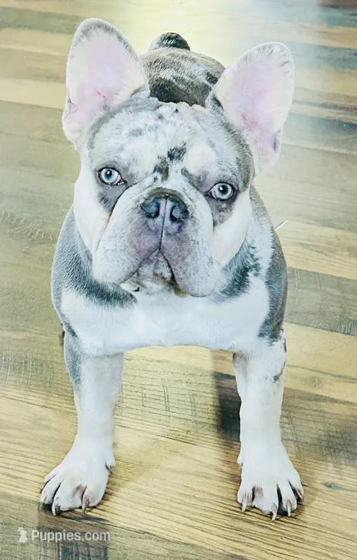 💎AKC-Neutered Lilac Merle Trained-DNA Tested health clear – French Bulldog puppy for sale in Statesville, NC