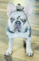 Lilac Merle Fluffy carrier Trained-DNA Tested, a male French Bulldog for sale in Statesville, NC – 3 of 3