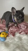 💝Reduced Blue/Tan Tiny. DNA tested 6 panel, a female French Bulldog for sale in Statesville, NC – Photo 6 of 8