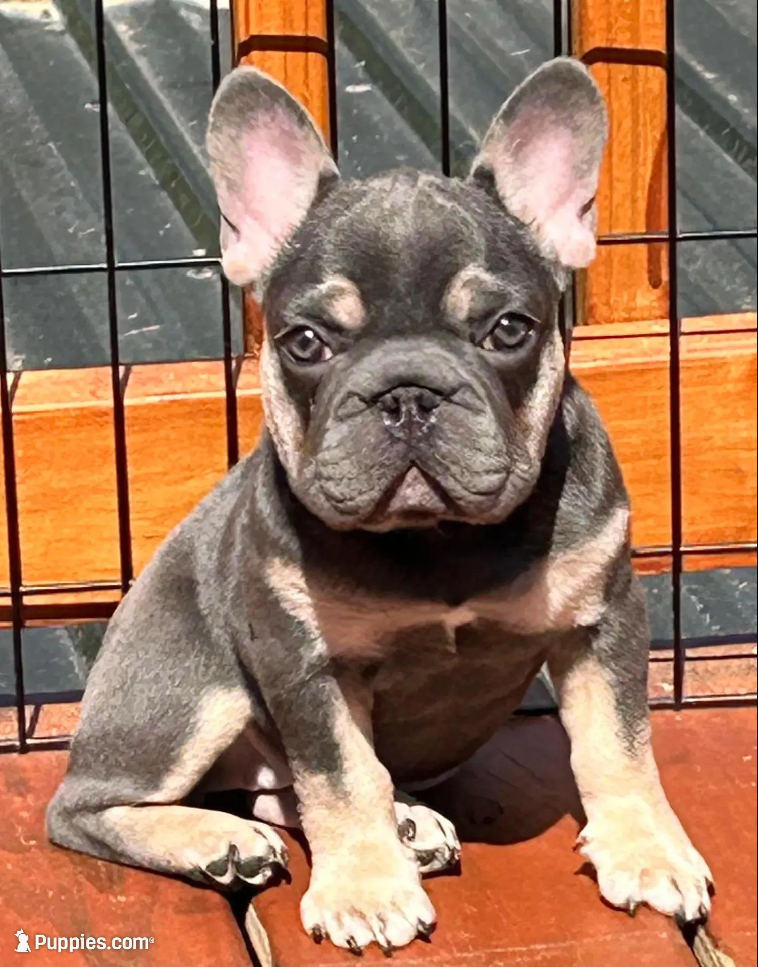 💝Reduced Blue/Tan Tiny. DNA tested 6 panel, a female French Bulldog for sale in Statesville, NC – Photo 1 of 8