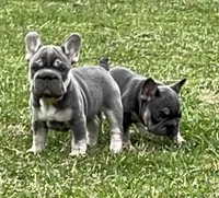 💝Reduced Blue/Tan Tiny. DNA tested 6 panel, a female French Bulldog for sale in Statesville, NC – Photo 7 of 8