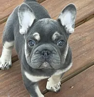 💝Reduced Blue/Tan Tiny. DNA tested 6 panel, a female French Bulldog for sale in Statesville, NC – Photo 4 of 8