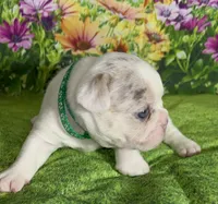 Tiny! Blaze-AKC Lilac Tan Point Merle Pied. DNA 6 health clear., a female French Bulldog for sale in Statesville, NC – 3 of 5