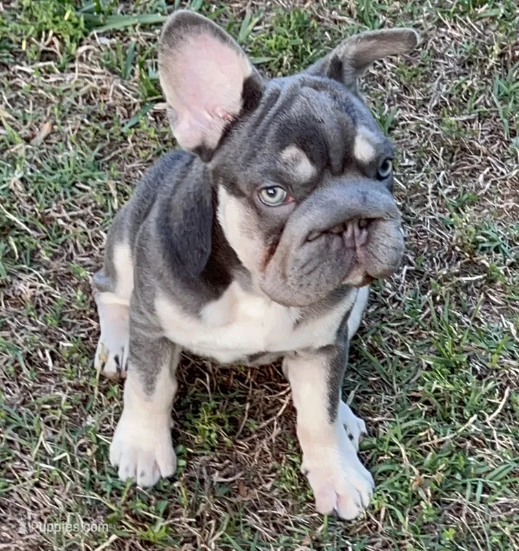 AKC Quality Lilac Tan points big rope 6 panel health clear – French Bulldog puppy for sale in Statesville, NC