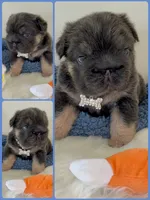 Quality AKC Fluffy Blue & Tan DNA panel health clear , a male French Bulldog for sale in Statesville, NC – 6 of 8