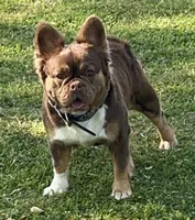 AKC Fluffy Rojo trained DNA health tested , a female French Bulldog for sale in Statesville, NC – 2 of 3
