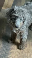 AKC-Tuxedo Blue Merle Rojo Curl C1C2 , a male Poodle - Miniature  for sale in Statesville, NC – 6 of 8