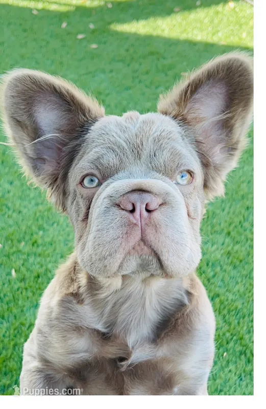Quality AKC New Shade Isabella 6 panel health clear  – French Bulldog puppy for sale in Statesville, NC