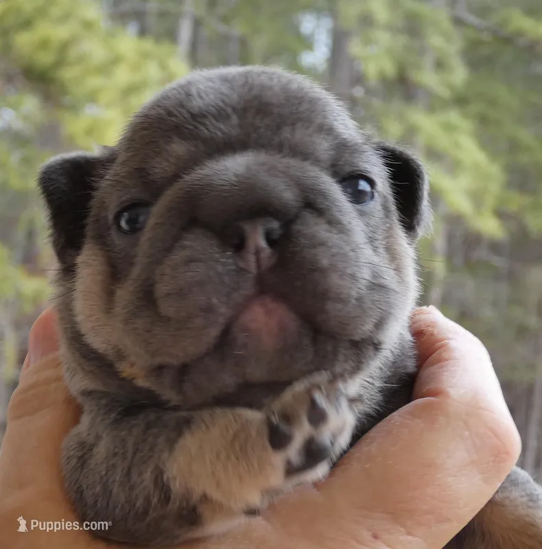 Quality! Big Rope Tiny Cocoa Blue and Tan intensity. DNA 6 panel clear