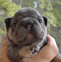 Quality! Big Rope Tiny Cocoa Blue and Tan intensity. DNA 6 panel clear, a female French Bulldog for sale in Statesville, NC – Photo 1 of 4