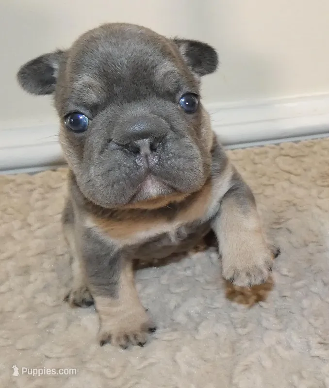 Quality! Big Rope Tiny Cocoa Blue and Tan intensity. DNA 6 panel clear