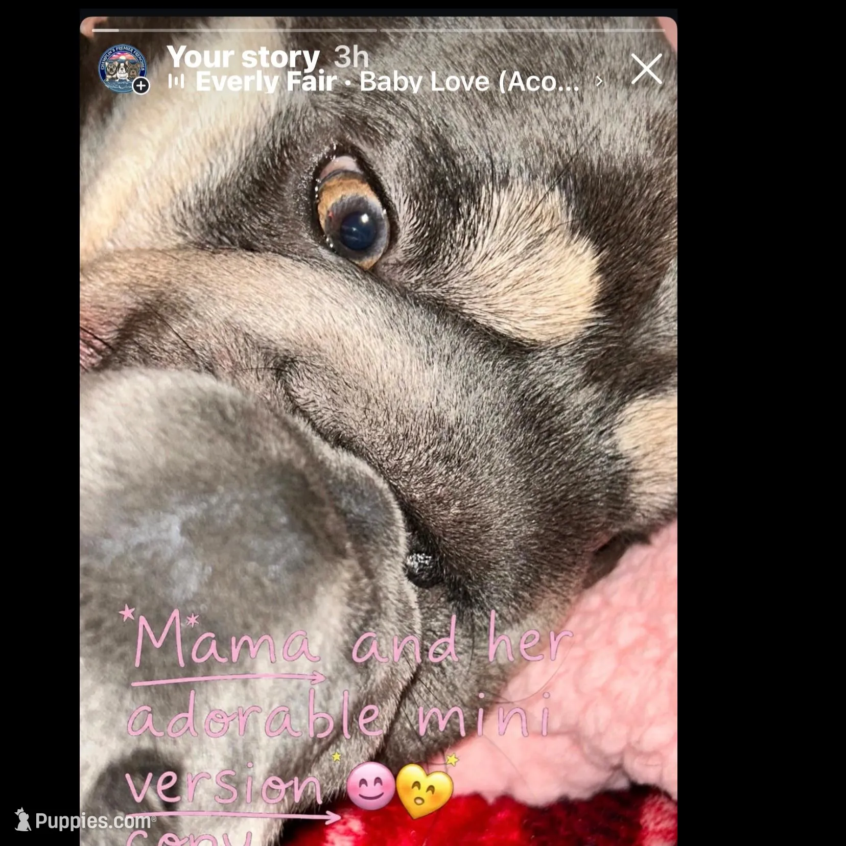 Quality! Big Rope Tiny Cocoa Blue and Tan intensity. DNA 6 panel clear