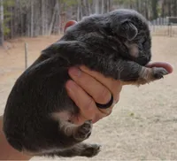 💙Quality-AKC- FLUFFY l1/l4 -BIG ROPE BLUE & Tan , a male French Bulldog for sale in Statesville, NC – Photo 2 of 7