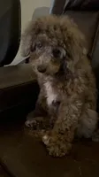 AKC-Tuxedo Blue Merle Rojo Curl C1C2 , a male Poodle - Miniature  for sale in Statesville, NC – 4 of 8